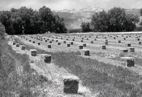 field of square hay bales